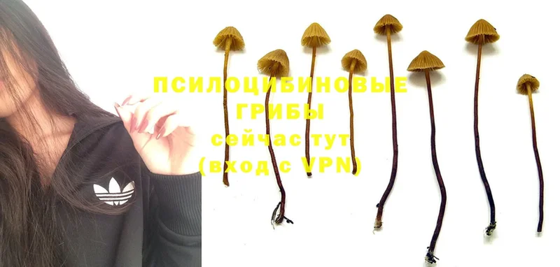 Псилоцибиновые грибы Psilocybine cubensis  Нижние Серги 